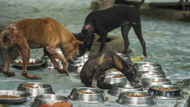 आवारा कुत्तों को सड़क से न हटाने की अपील, 100000 से ज्यादा लोगों ने सुप्रीम कोर्ट में लगाई लेटर पिटीशन